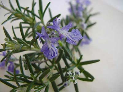 rosemary