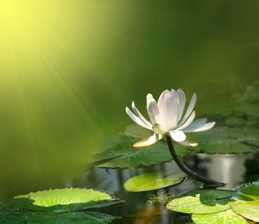 Lily flower on a green background