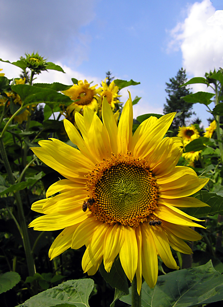 Sunflower